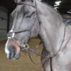 Ready To Ride Martingale