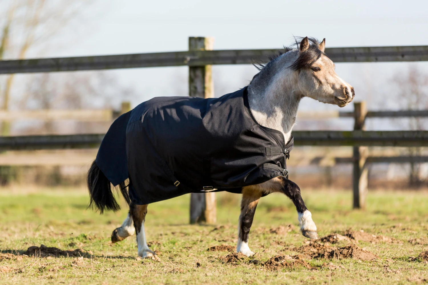 Imper 200 600D Horse Riding Rug For Pony - Image 3