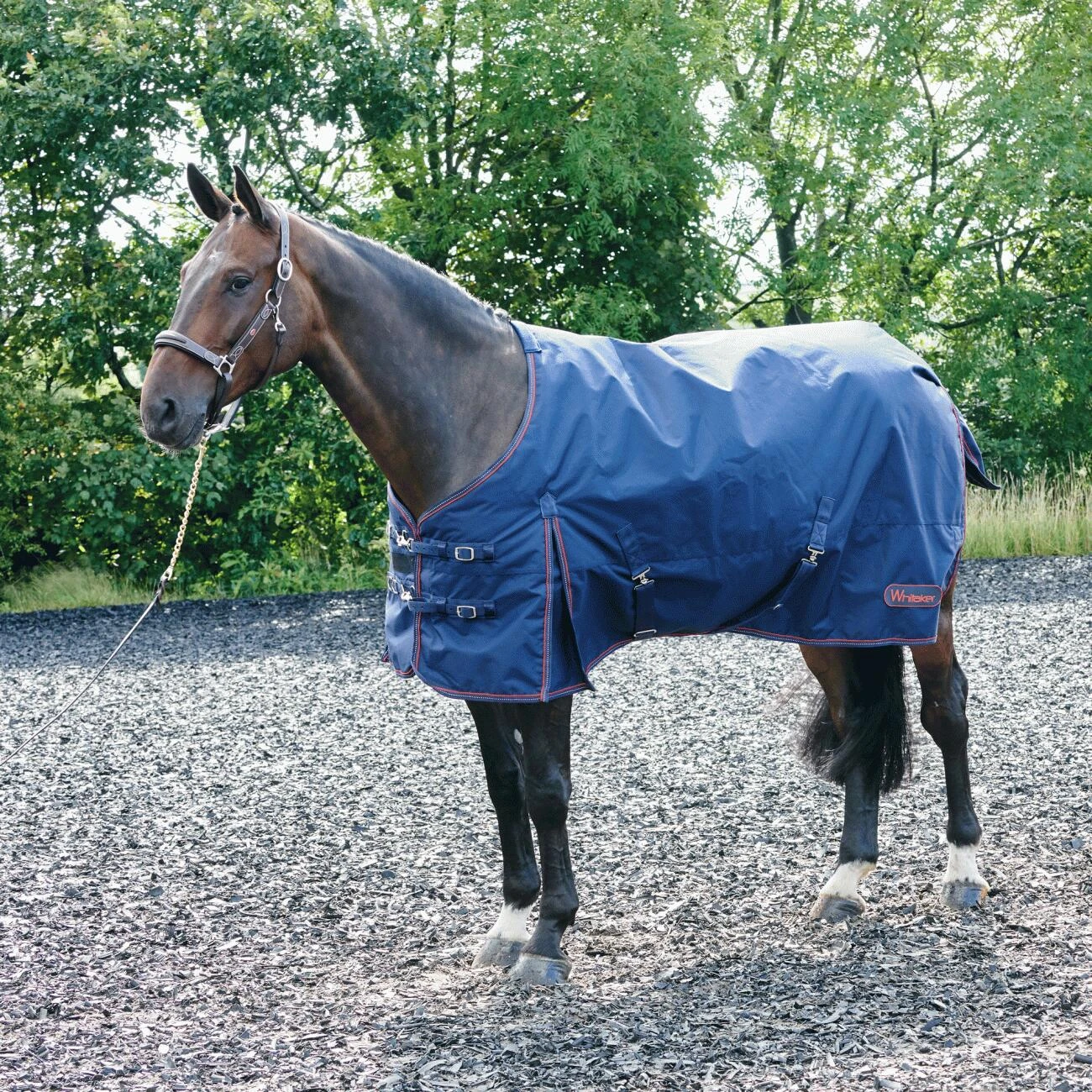 Rastrick 200G Turnout Rug - Image 2